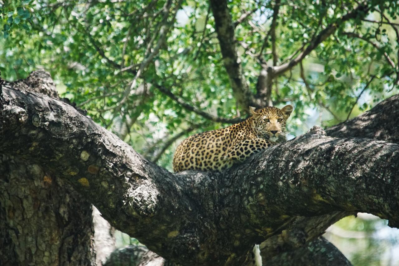 Bushbaby River Lodge Hoedspruit Ngoại thất bức ảnh