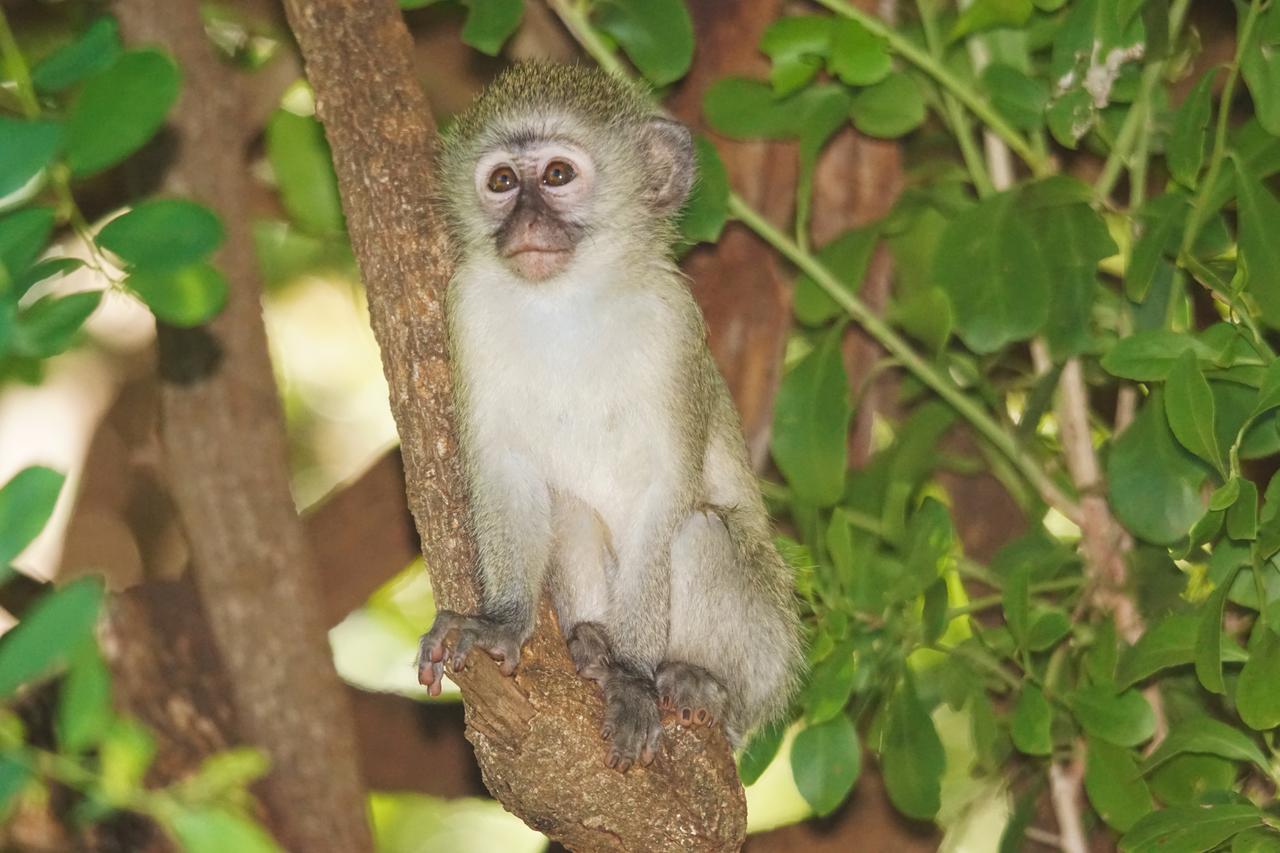 Bushbaby River Lodge Hoedspruit Ngoại thất bức ảnh